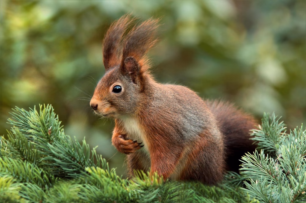 Red squirrel with prominent ear tufts perching amongst green pine needles against a soft, out-of-focus background.