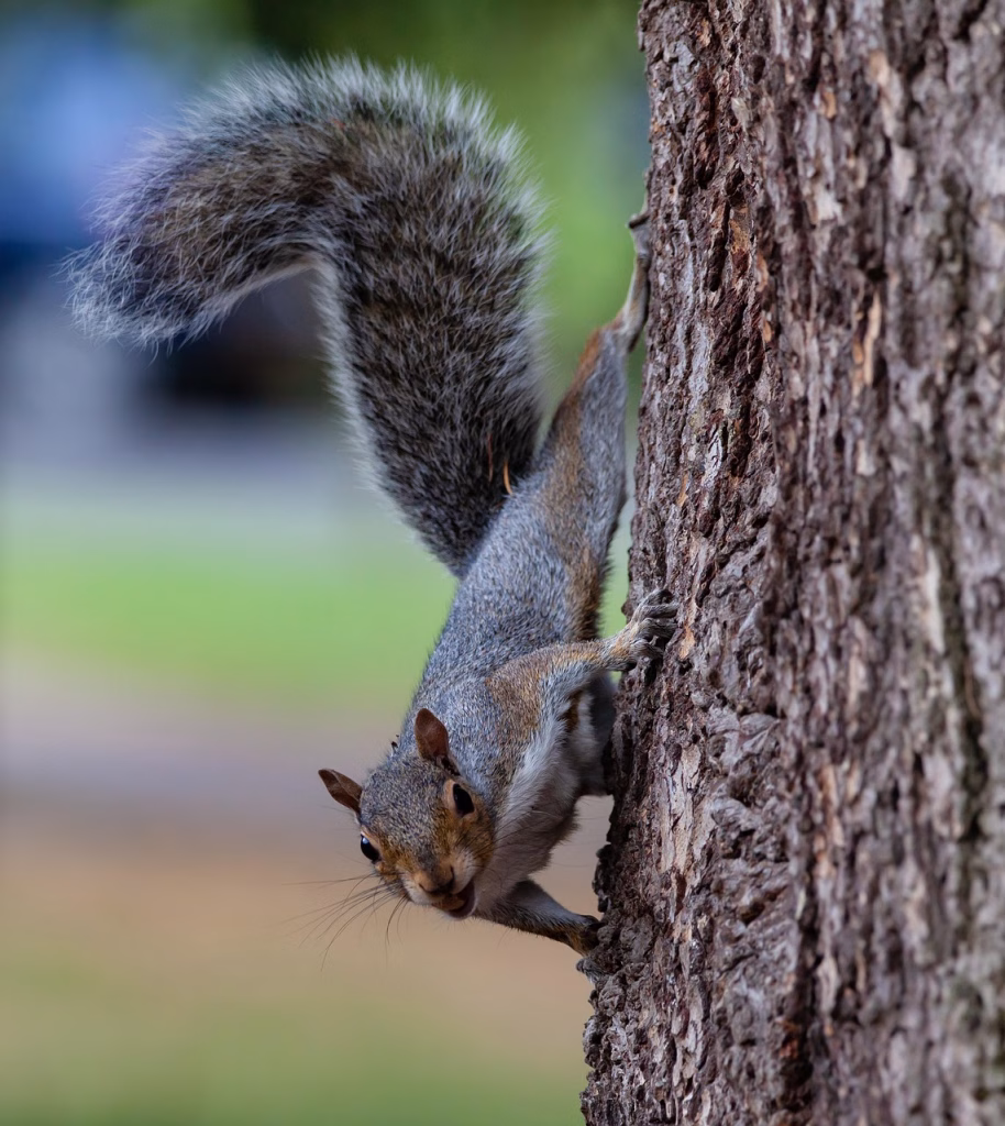 Grey squirrel clinging to the side of a textured tree trunk with its large, bushy tail arched upward, looking toward the camera.